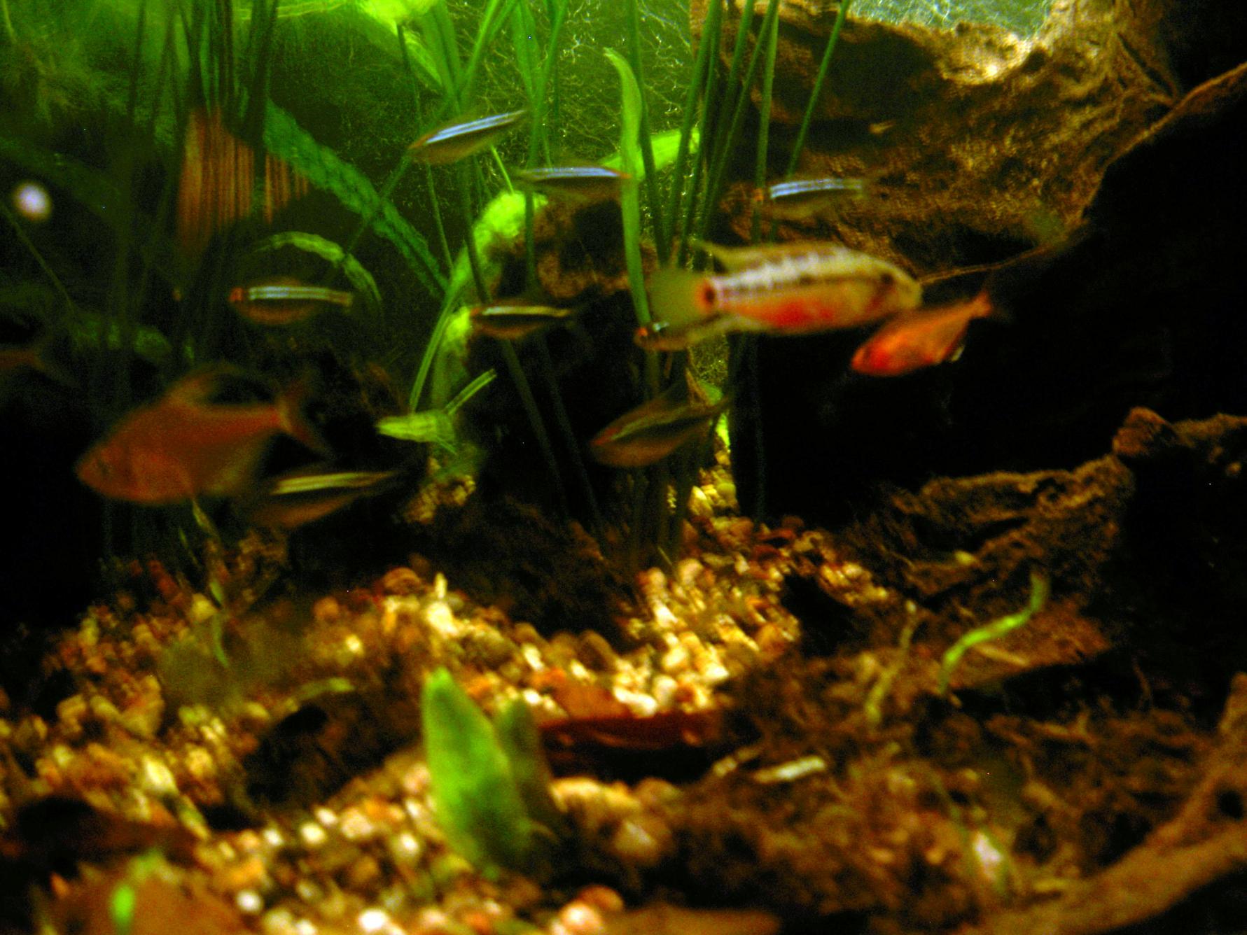 Apistogramma Hongsloi + lite tetror 12 Feb 2014.jpg