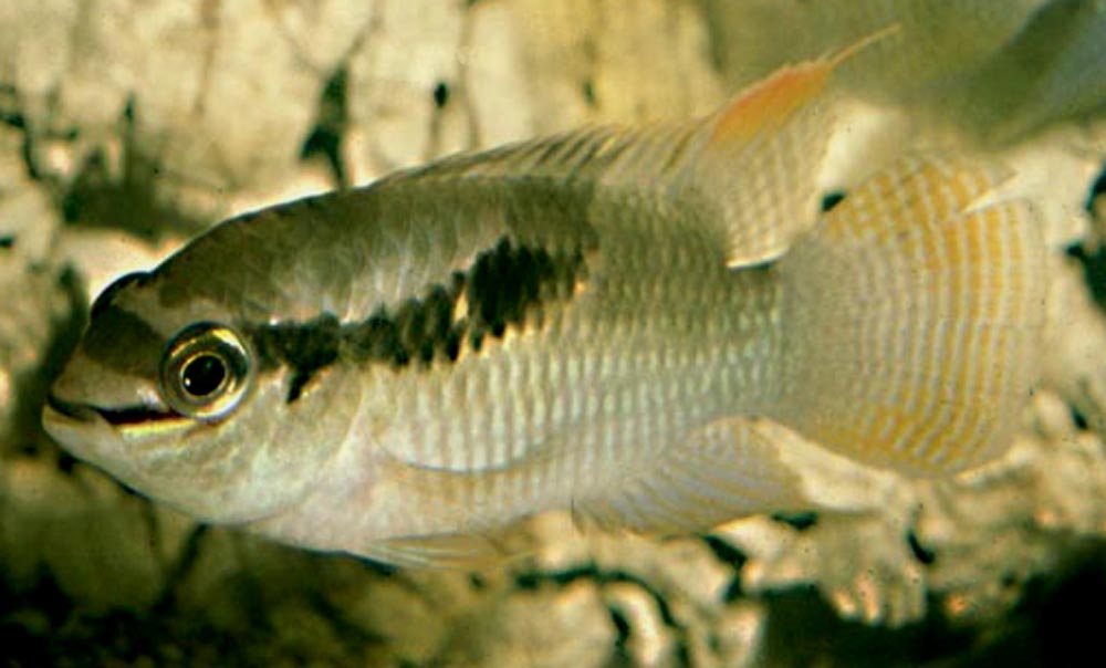 Laetacara flavilabris.jpg