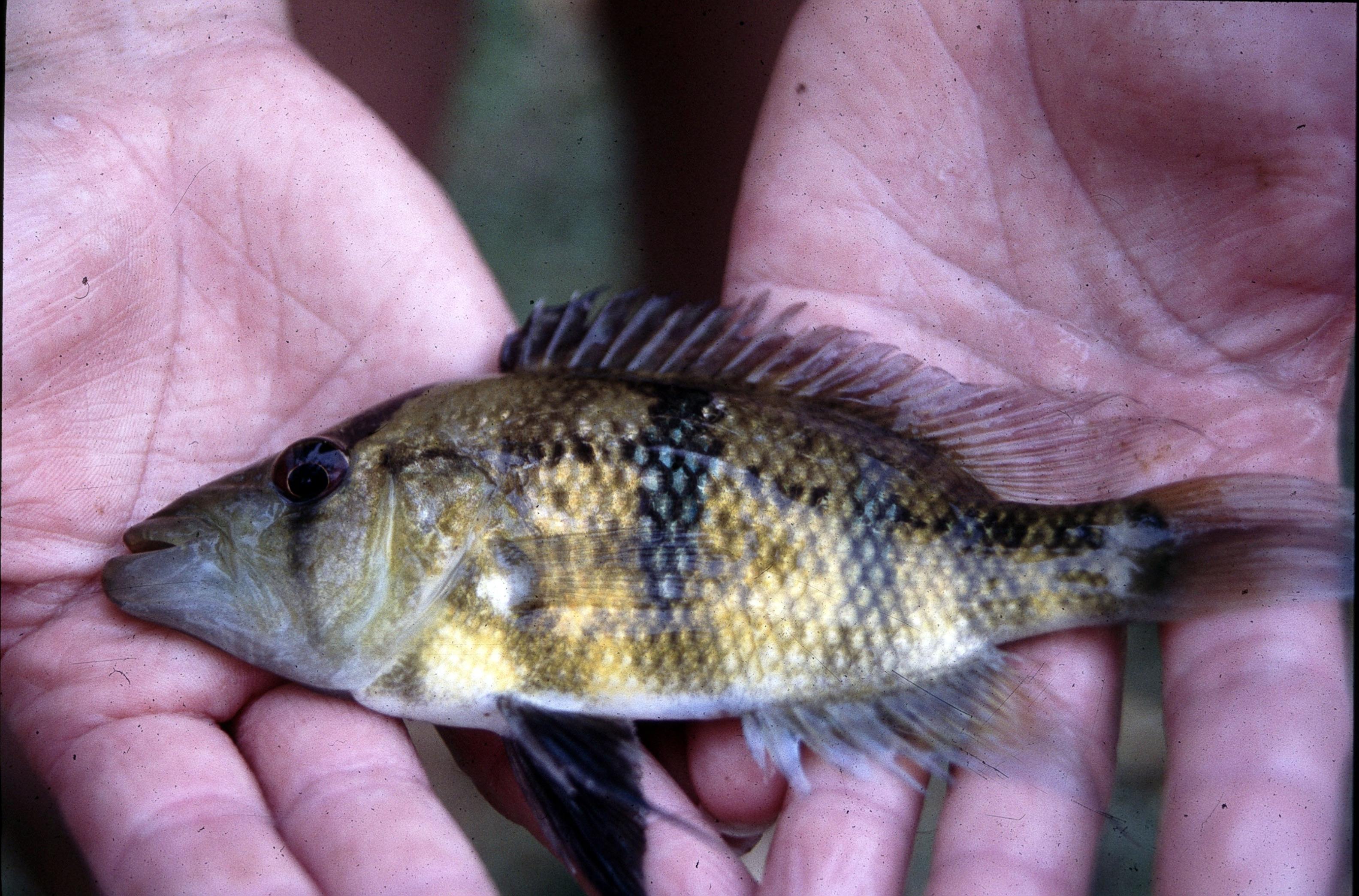 Caquetaia meyersi.jpg