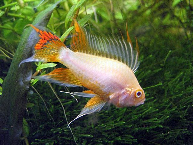 apisto135xd5.jpg