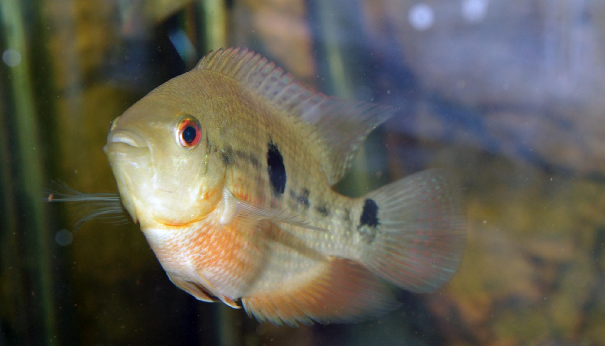 Heroina Spectabilis 1.jpg