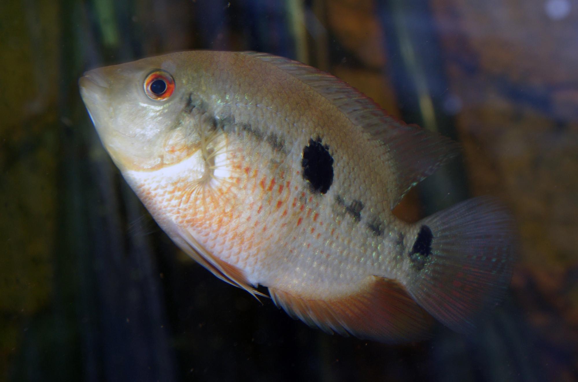 Heroina Spectabilis 2.jpg