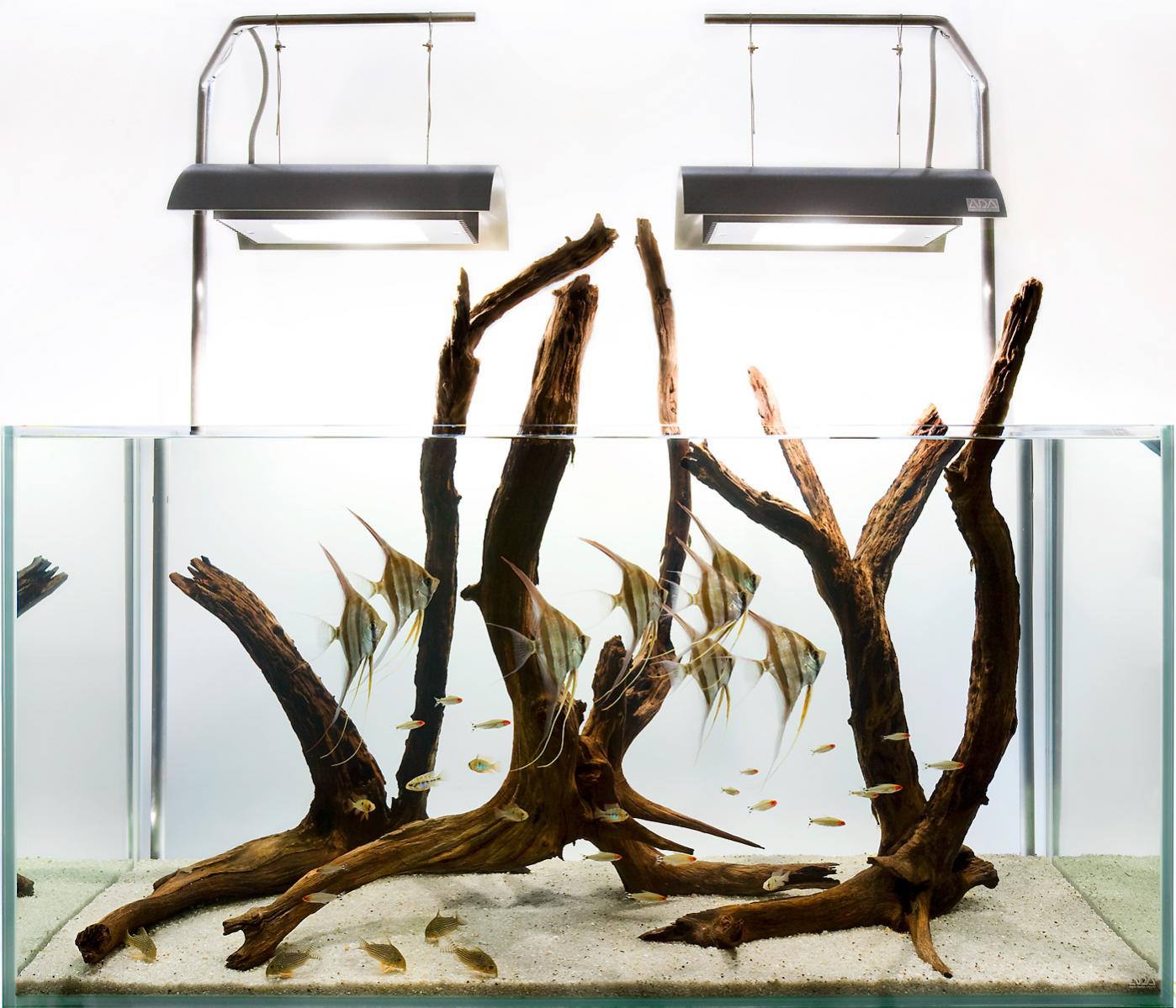 5_1aquarium_altum_fishtank.jpg