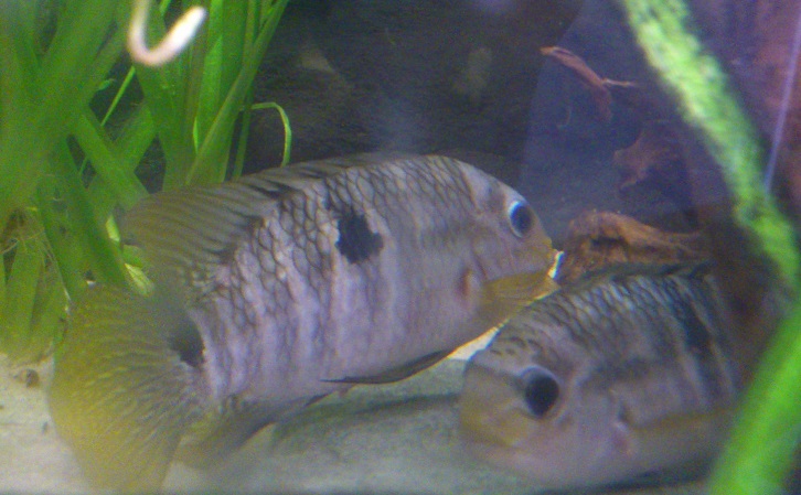 A.plagiozonatus15.jpg