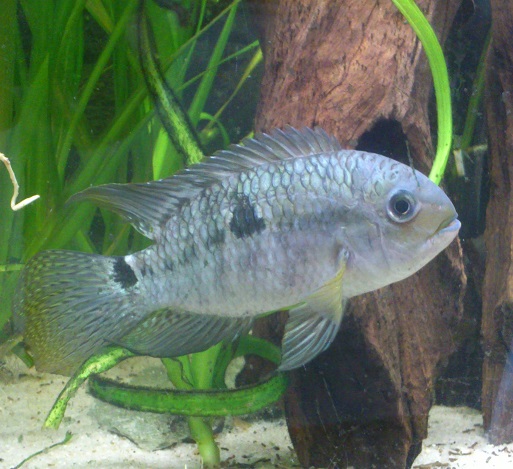 A.plagiozonatus10.jpg