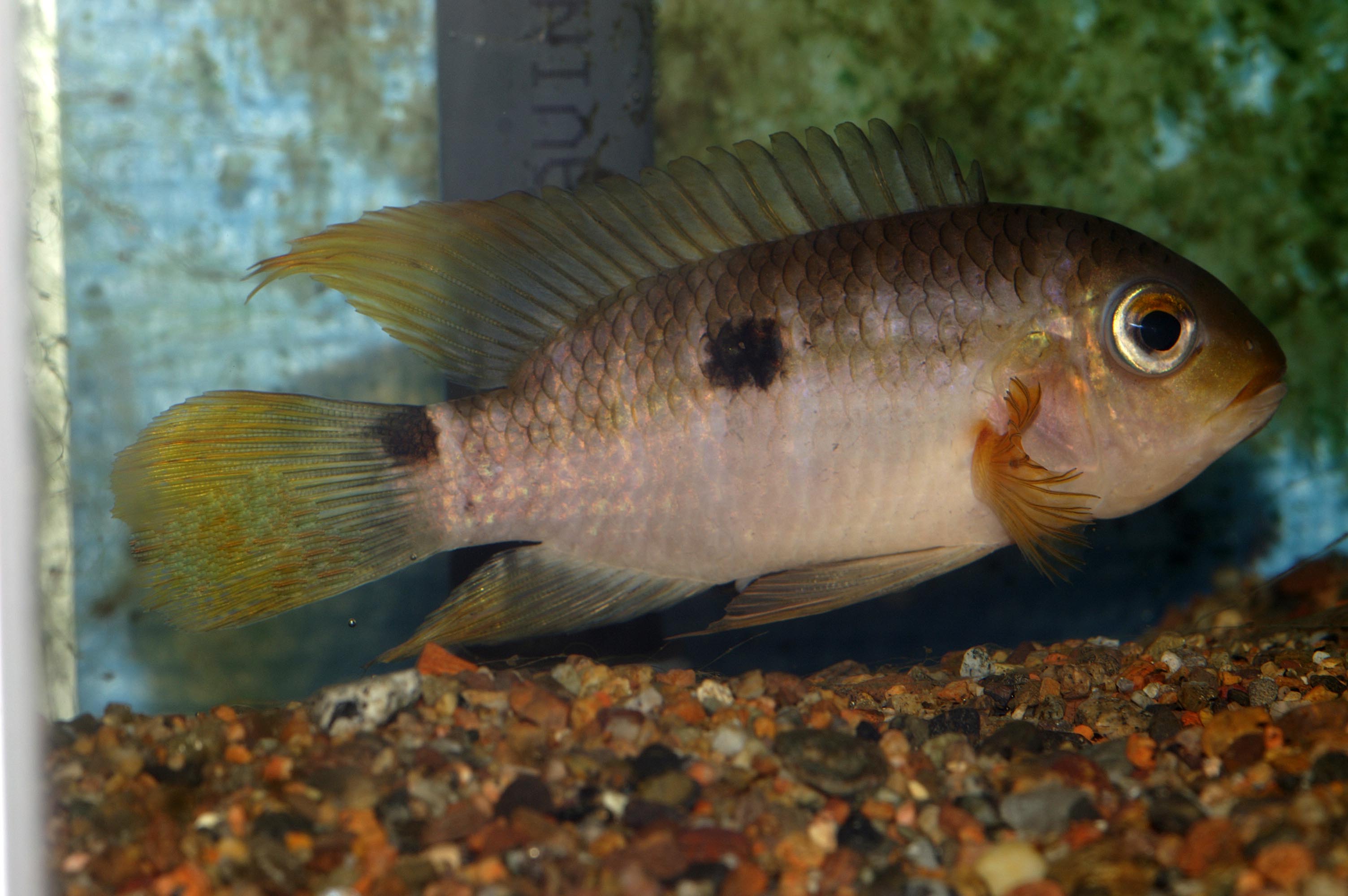 Aequidens plagiosonatus2.jpg