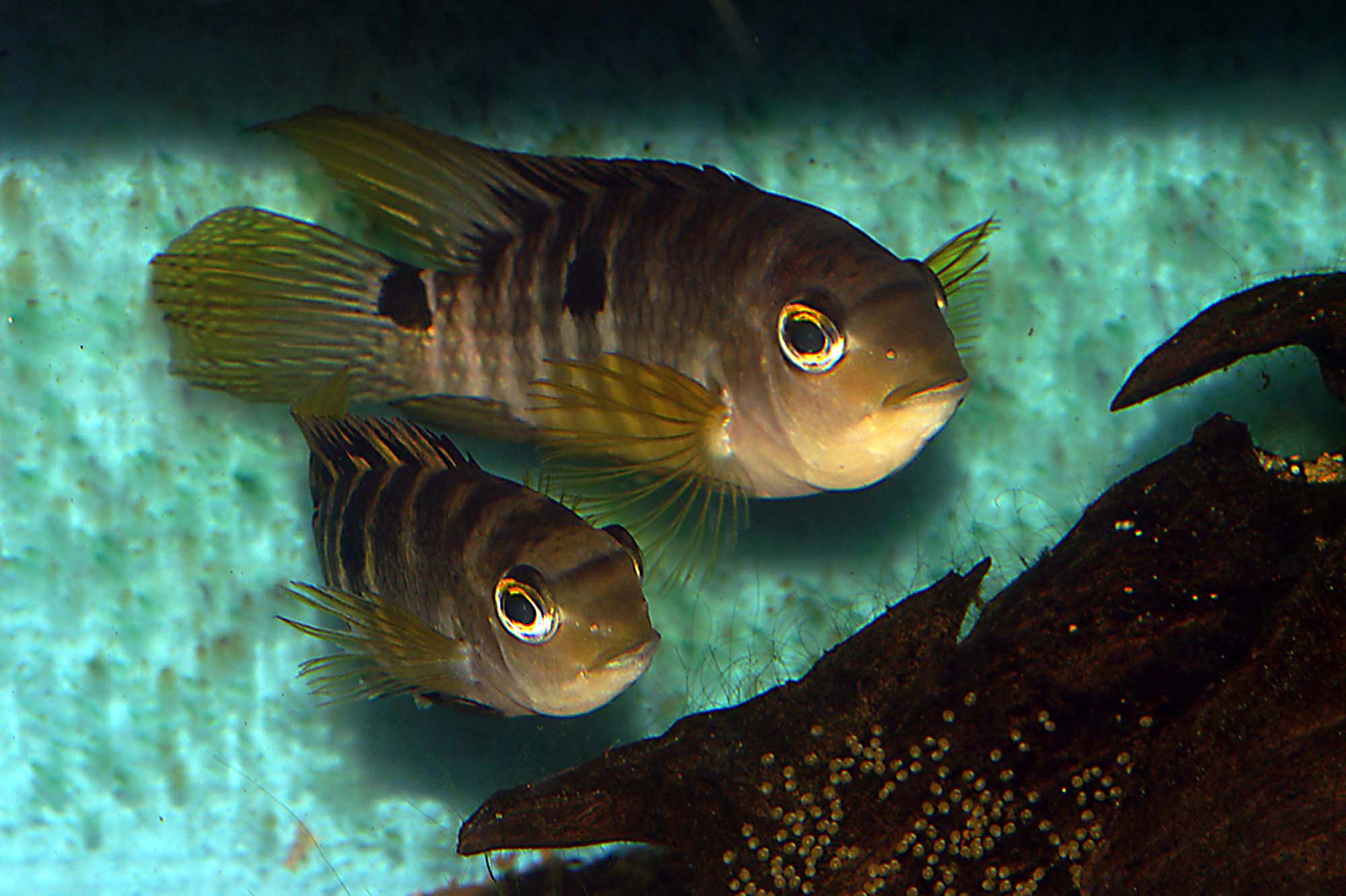Aequidens plagiosonatus.jpg