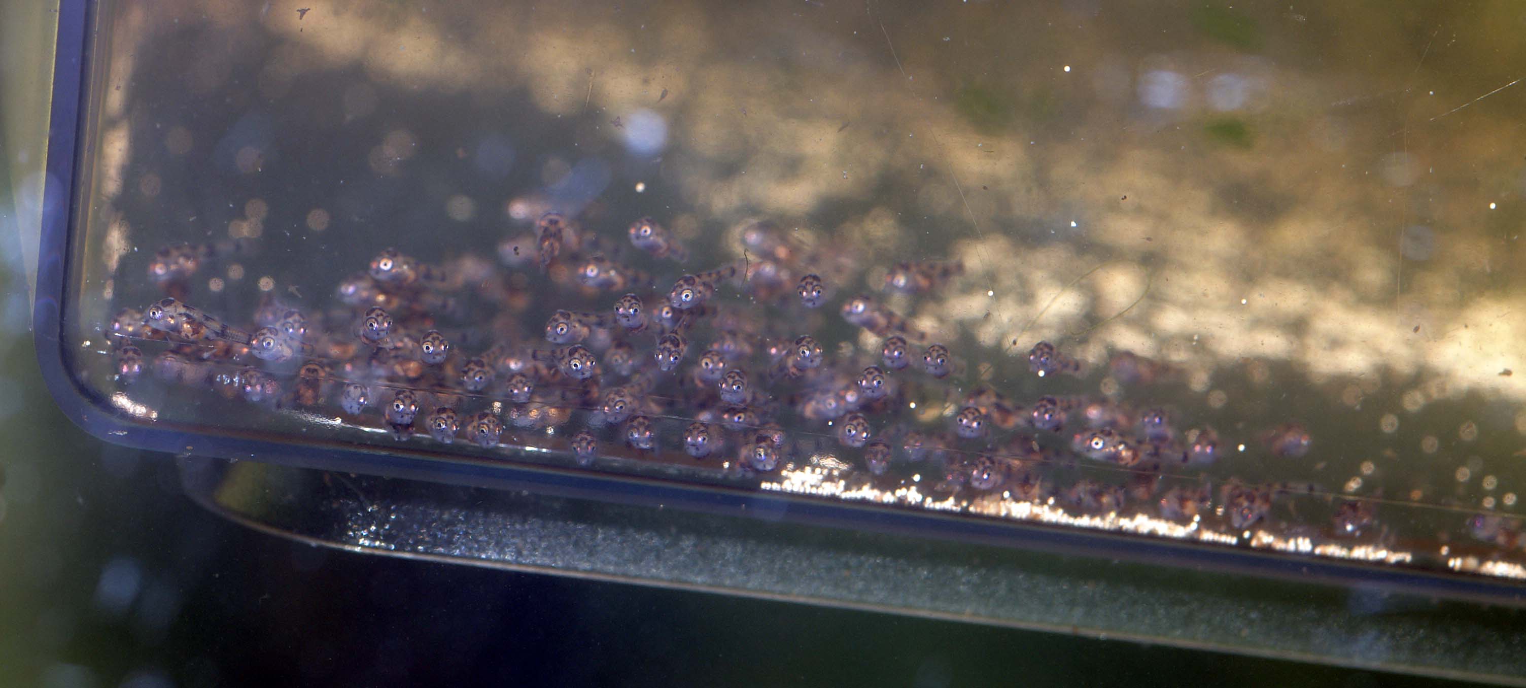 Aequidens plagiosonatus yngel.jpg