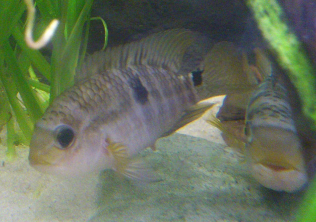 A.plagiozonatus17.jpg