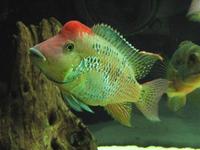 geophagus_steindachneri_medium.jpg