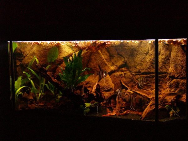 p1050520_orig_SE.jpg