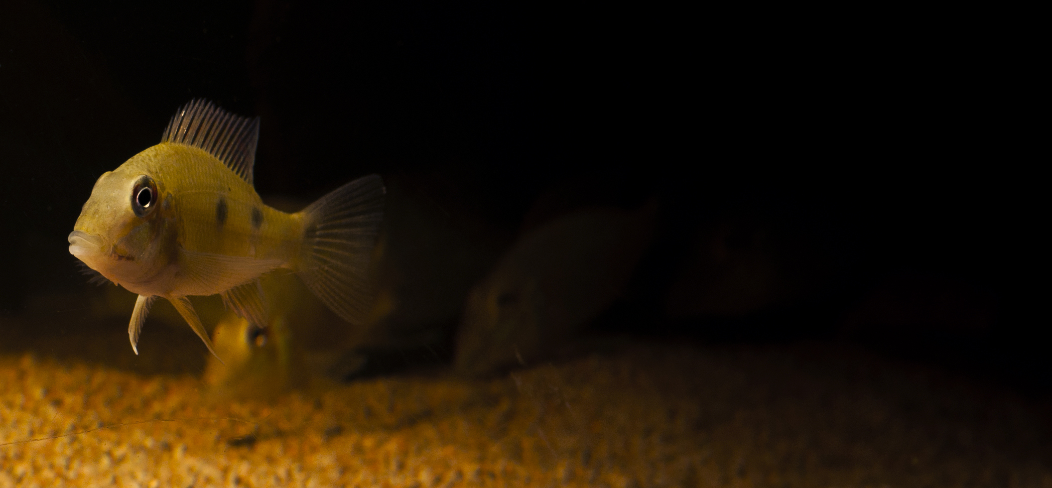 DSC_01252.jpg