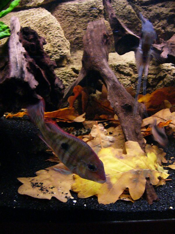 p1050510_orig_SE.jpg