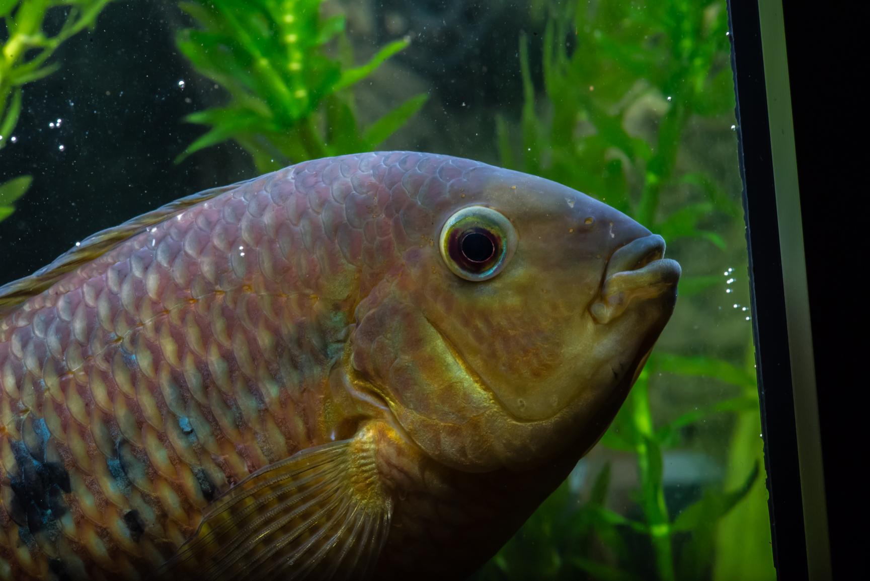 Akvarium-10.jpg