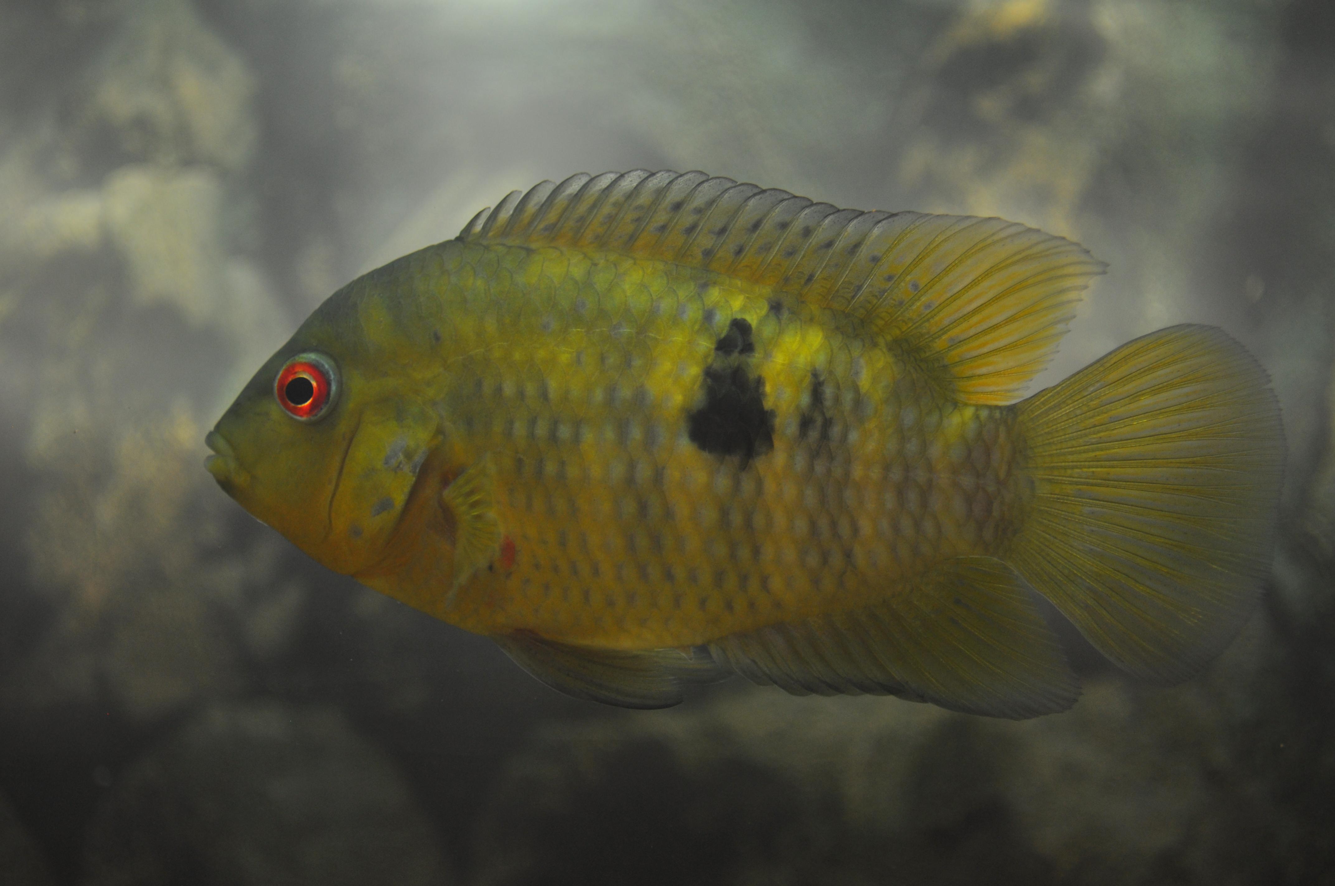 Australoheros sp. Red Cuaro.jpg