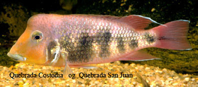 Geophagus crassilabris 1.jpg