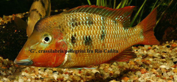 Geophagus%20crassilabris.super%206%20kopi.jpg