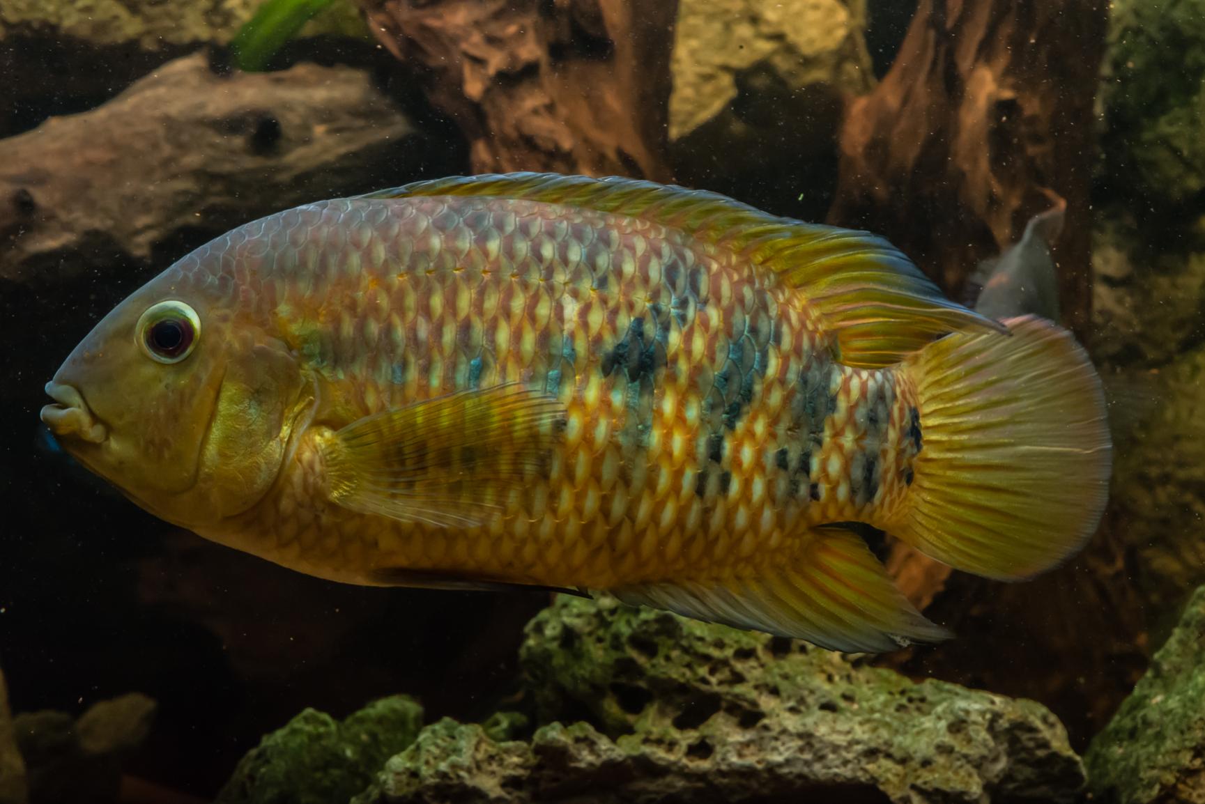 Akvarium-8.jpg