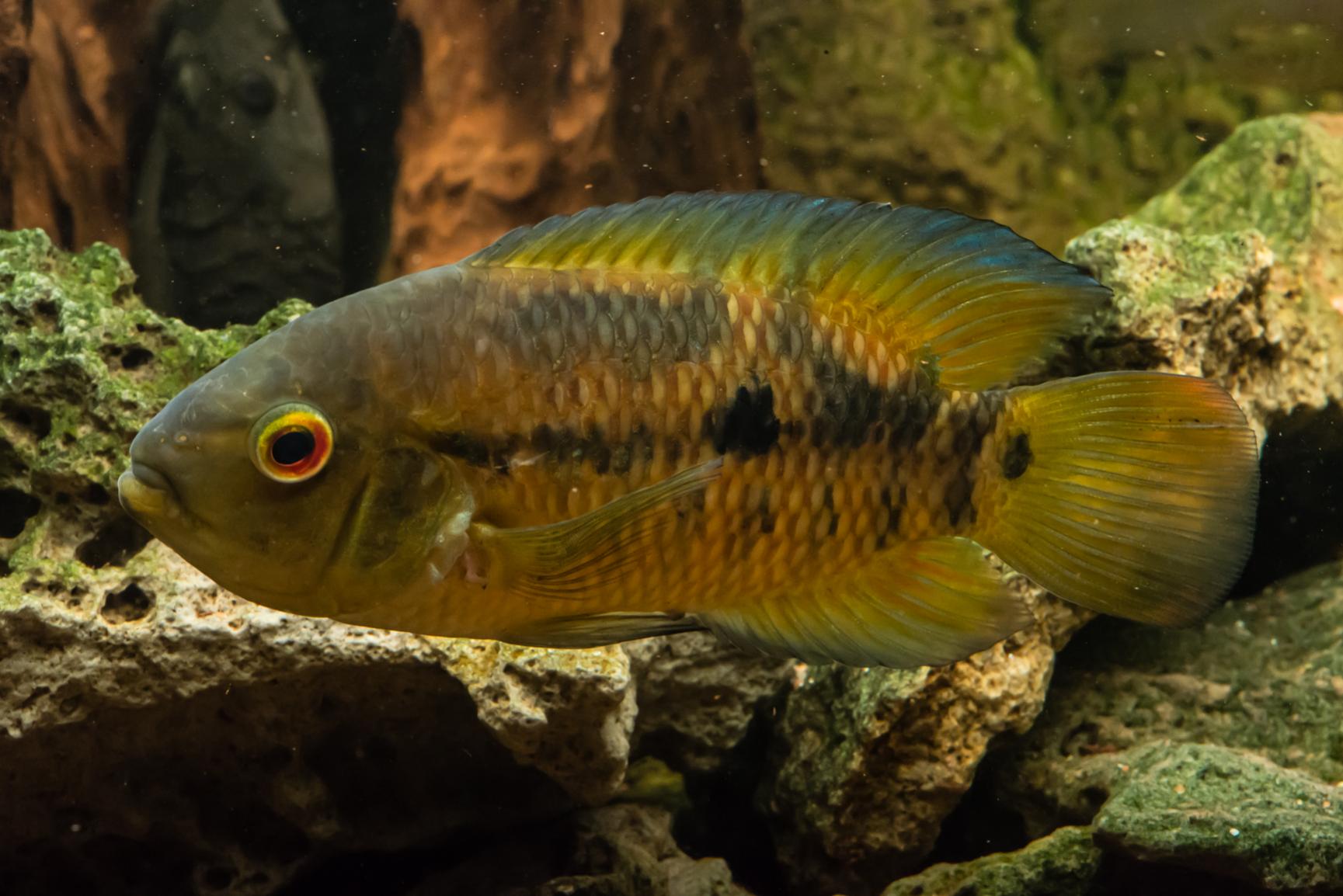 Akvarium-12.jpg