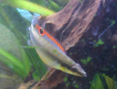 C.regani13.jpg