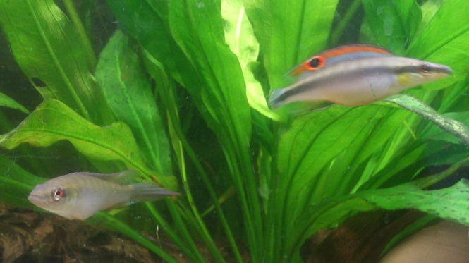 C.regani14.jpg