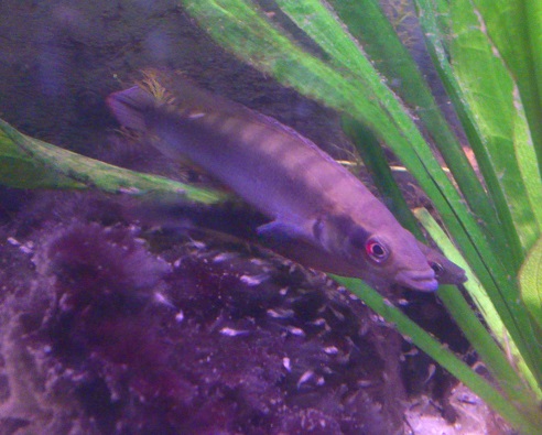 C.regani27.jpg