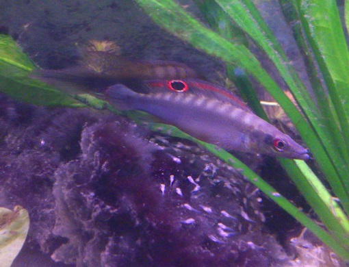 C.regani26.jpg