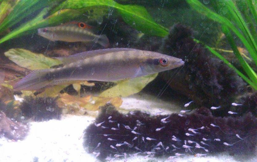 C.regani32.jpg
