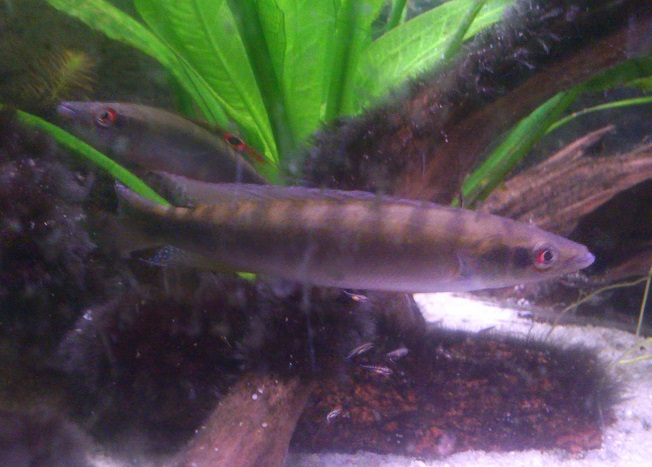 C.regani41.jpg