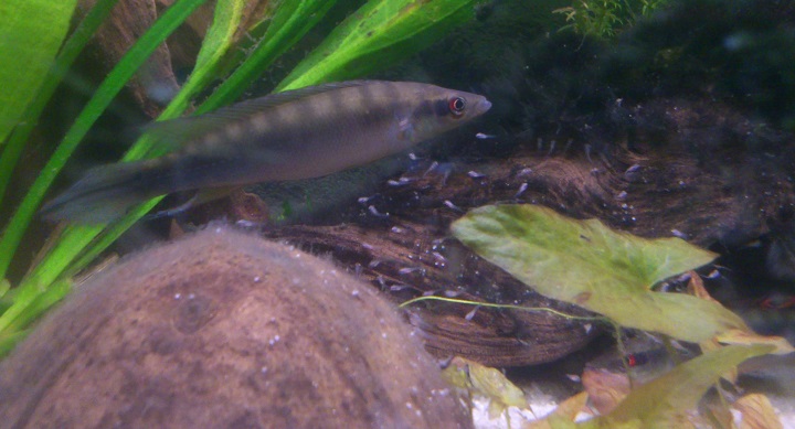 C.regani34.jpg