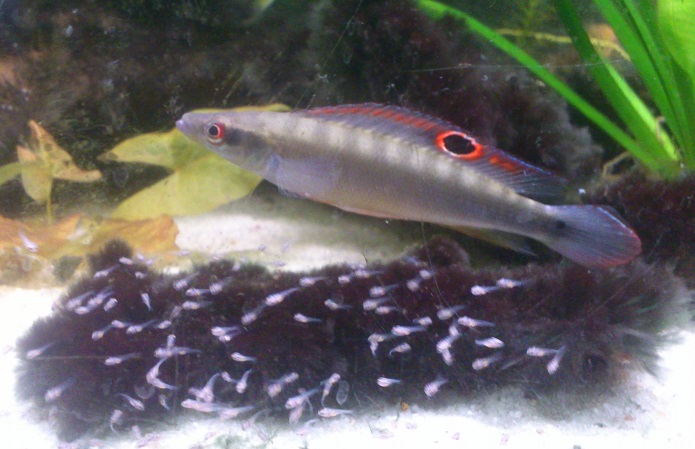 C.regani31.jpg