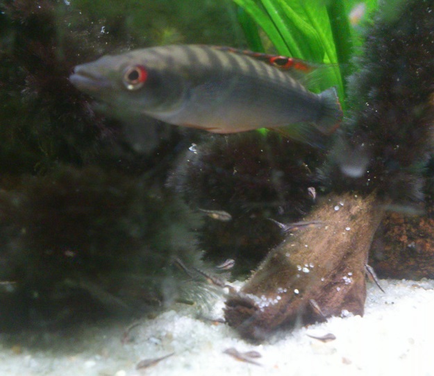 C.regani39.jpg