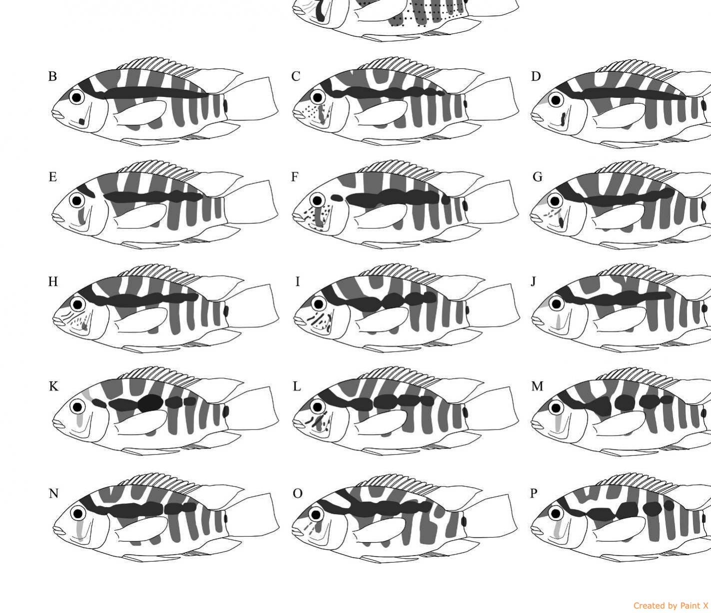 bujuquina_genus_overview-jessicaarbour.jpg