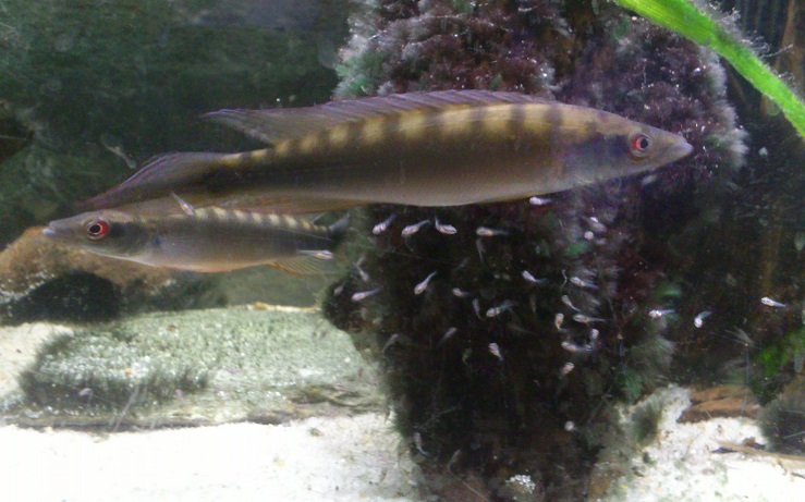 C.regani36.jpg
