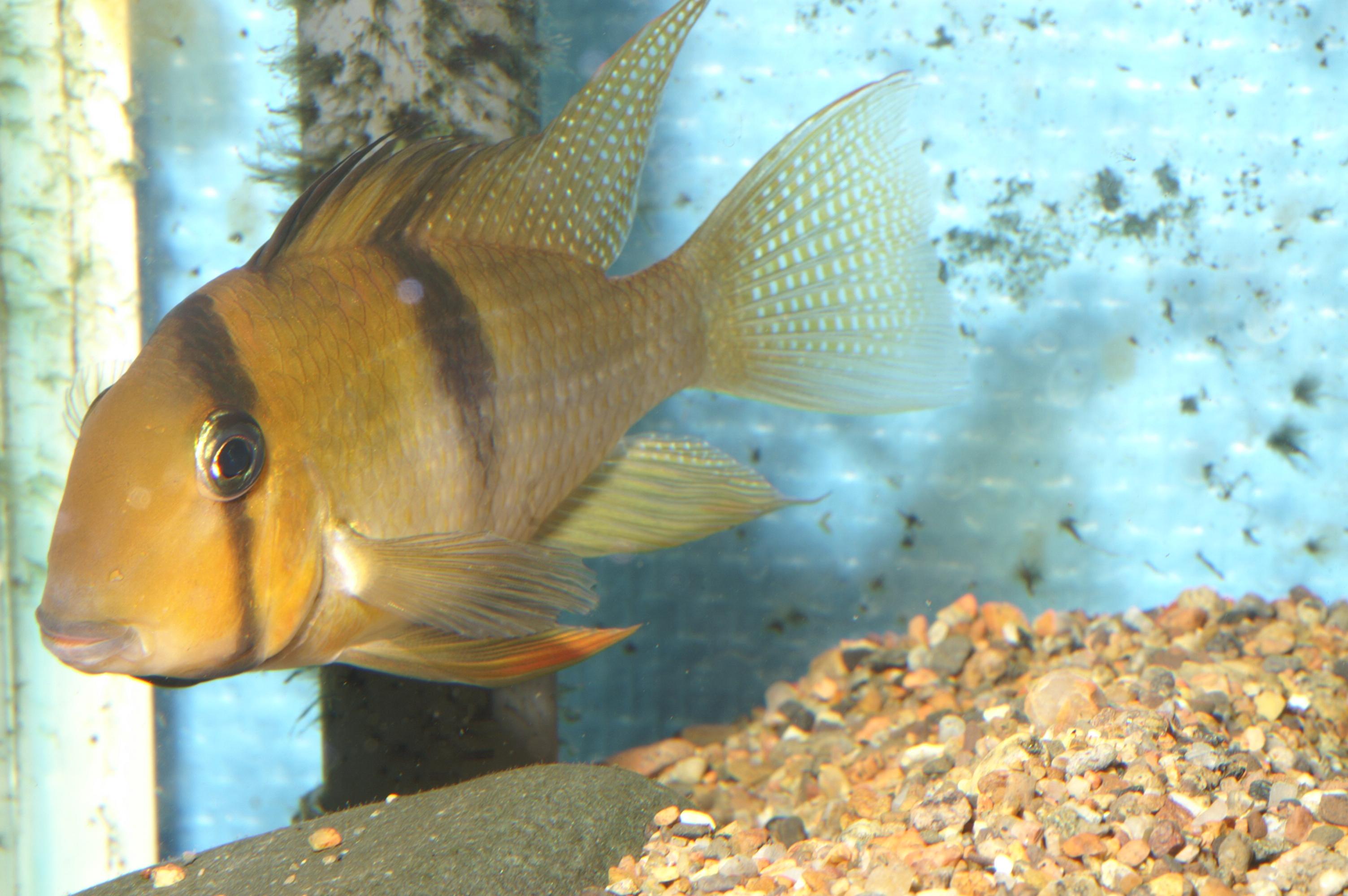 G. cf. owroewefi.jpg