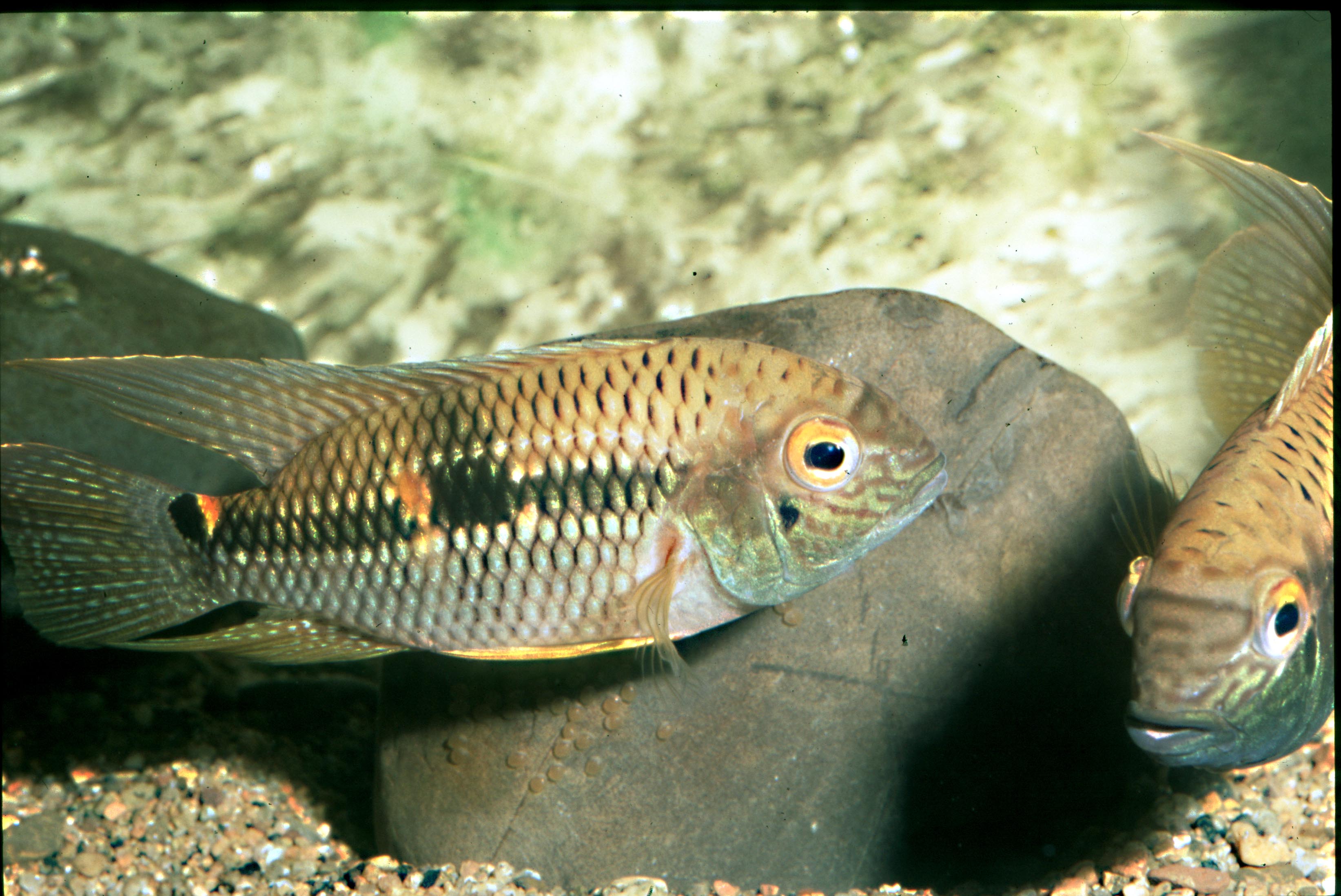 Jenaro Herrera2.jpg