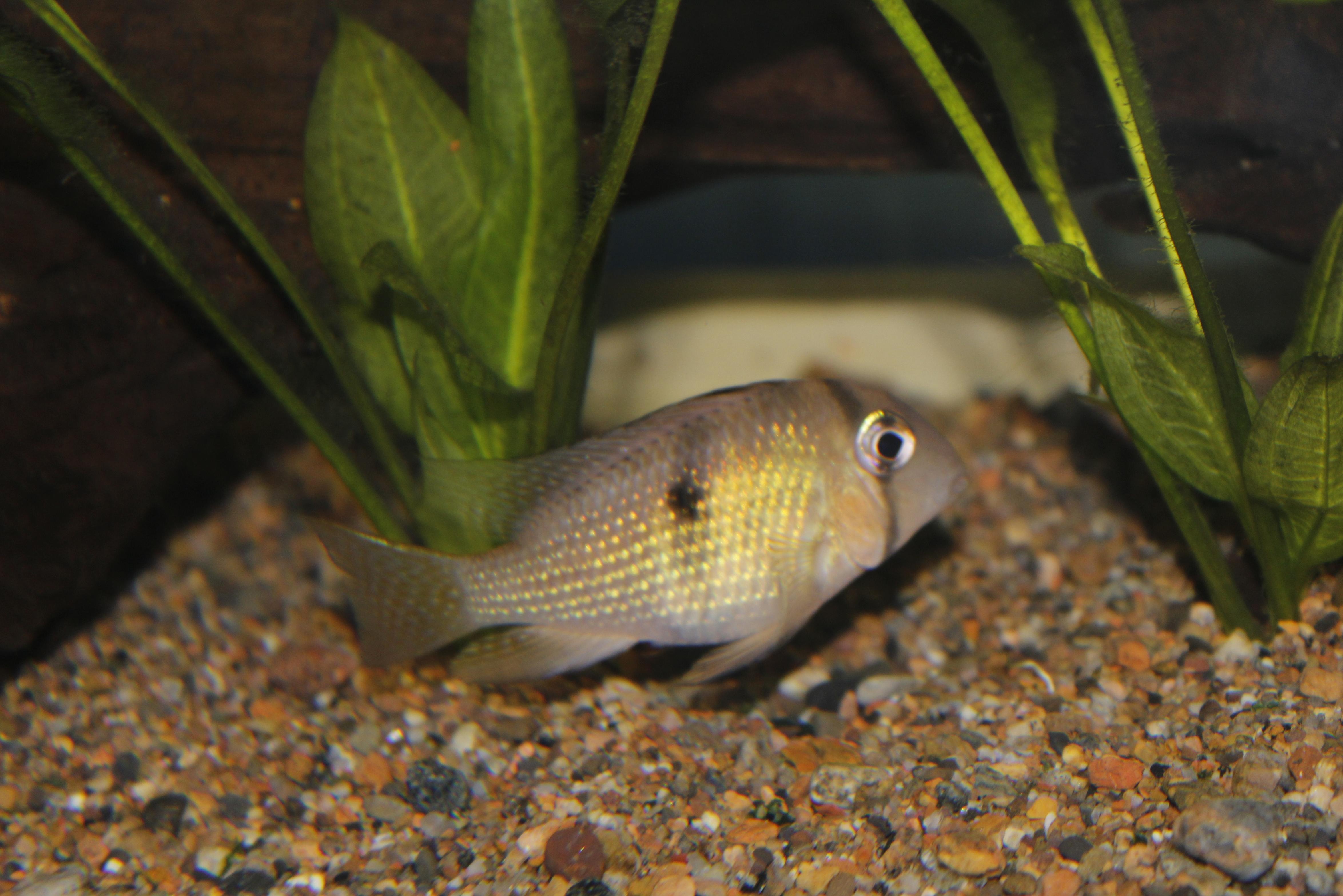 Guianacara dacry.jpg