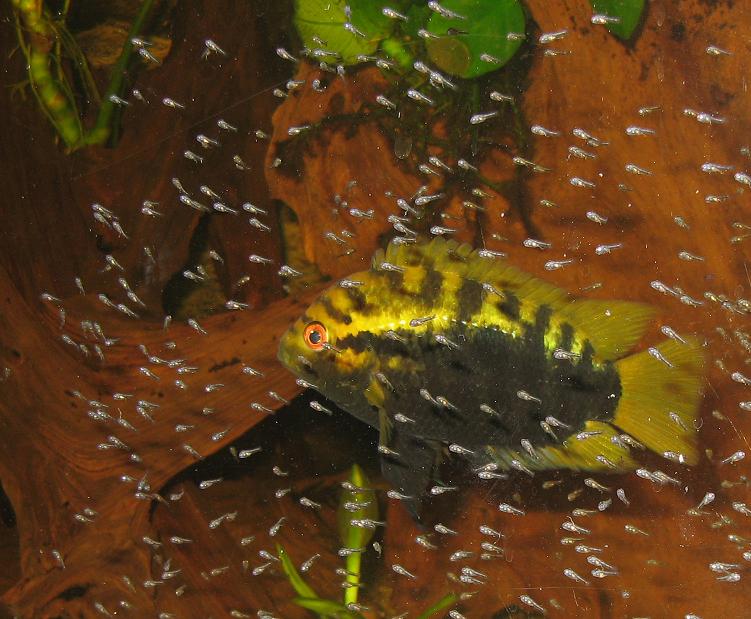 A.multispinosa.JPG