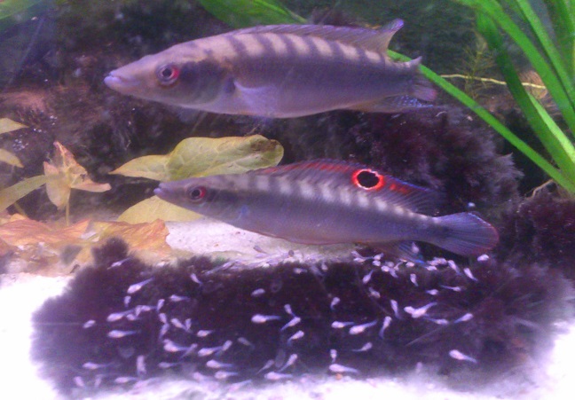 C.regani30.jpg