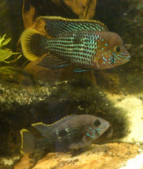 A.rivulatus9.jpg