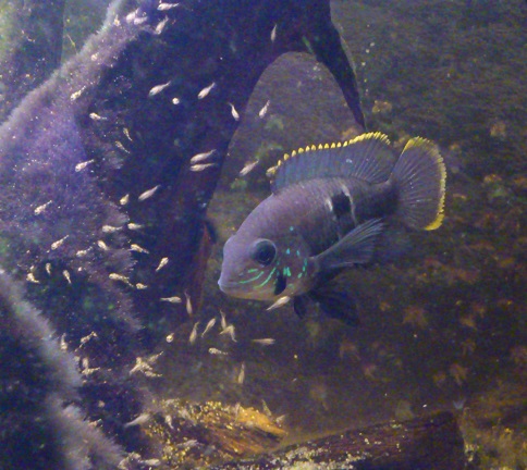 A.rivulatus10.jpg