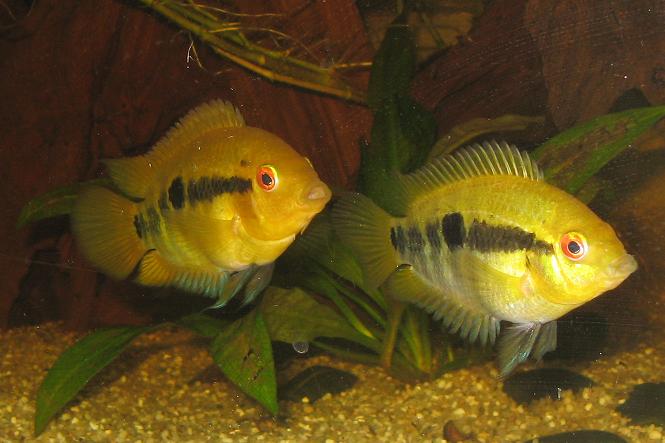 A.multispinosa2.JPG