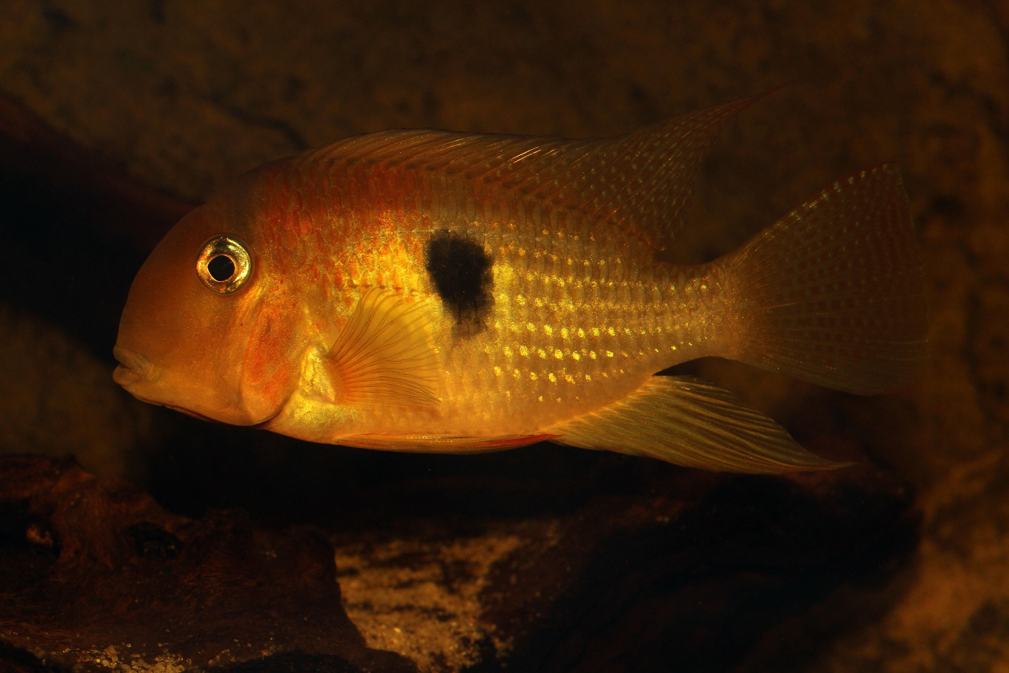 guianacara owroewefi.jpg