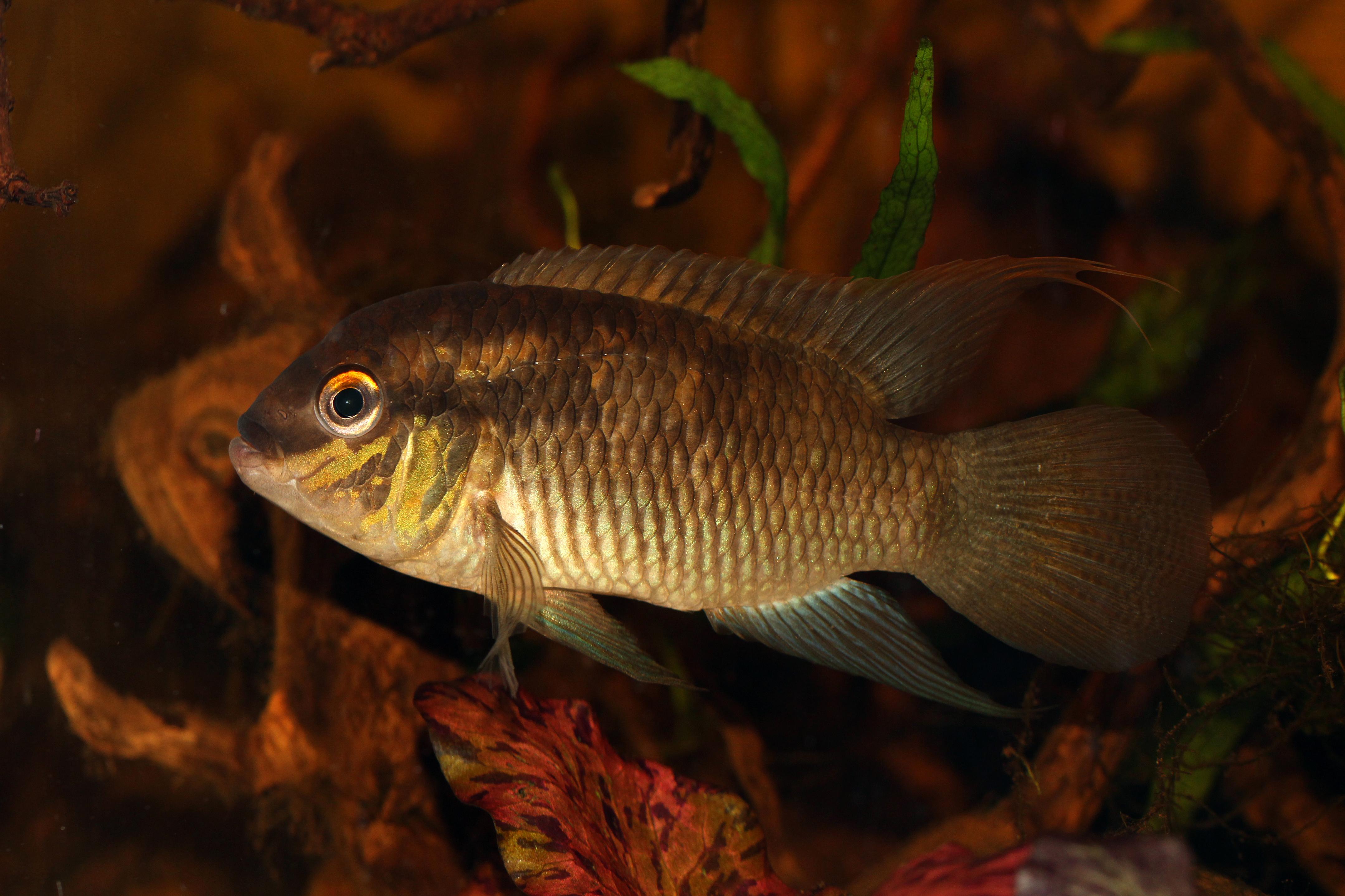 Laetacara Flavilabris ( hanne) .jpg