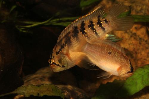 Adoketa pair.jpg