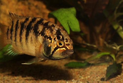 Adoketa male close.jpg