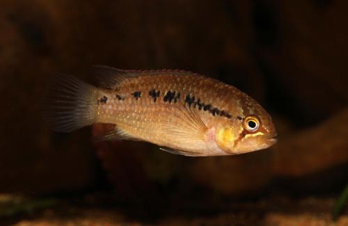 Adoketa - female.jpg