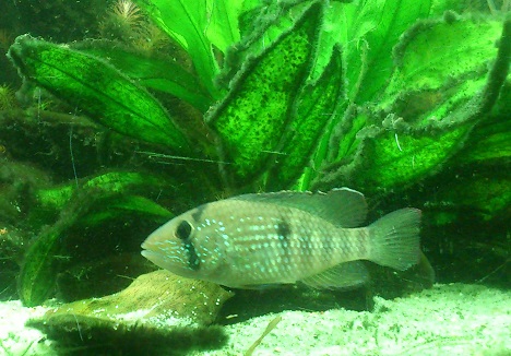 T.macantzatza4.jpg