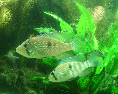 T.macantzatza7.jpg