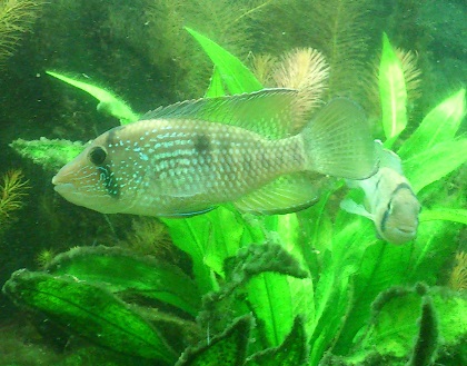 T.macantzatza6.jpg